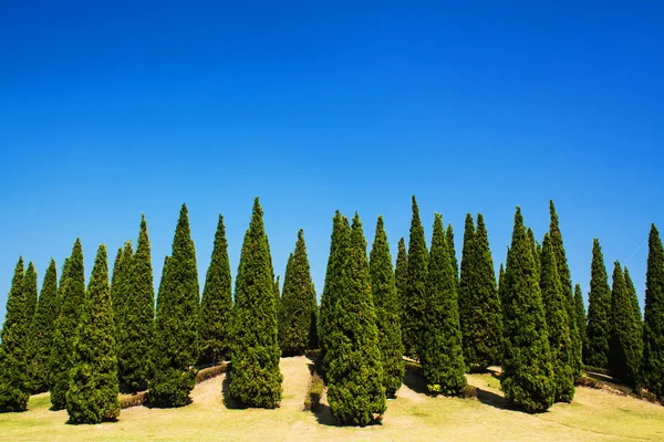 Beautiful pine trees on high mountains with sky background. — Stock Photo, Image