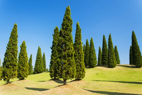 Beautiful pine trees on high mountains with sky background. — Stock Photo, Image