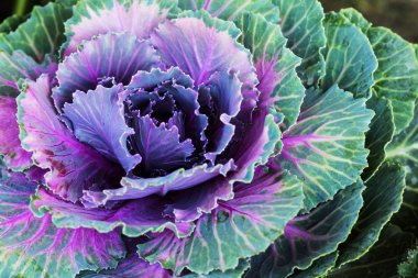 Purple ornamental cabbage.Top view clipart