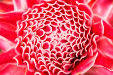 Etlingera elatior Çiçek rengi kırmızı kapatın