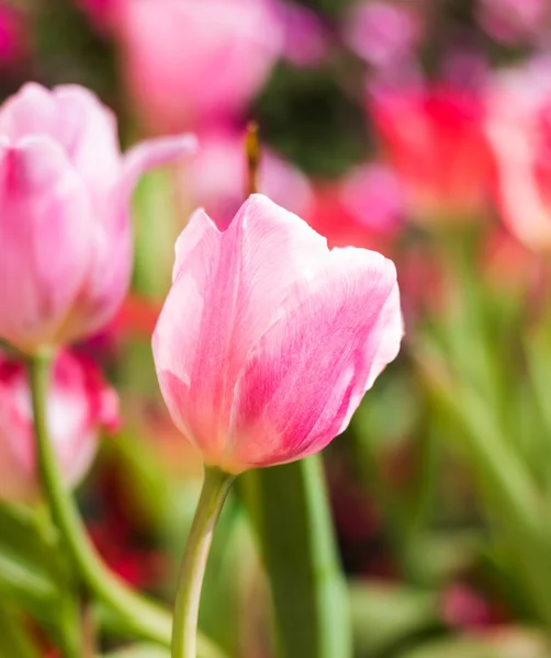 花园里的郁金香花 — 图库照片