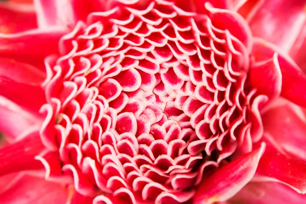 Κοντινό πλάνο etlingera elatior λουλούδι κόκκινο χρώμα — Φωτογραφία Αρχείου