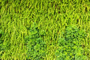 yaprak yeşil arka plan