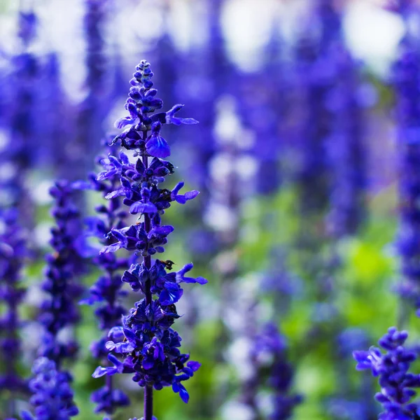 Delphinium, świeca Delphinium, wiele pięknych przepływu fioletowy i niebieski — Zdjęcie stockowe