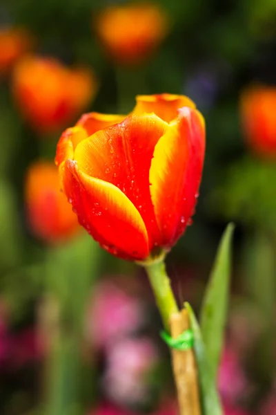 Tulpenblumen im Garten — Stockfoto