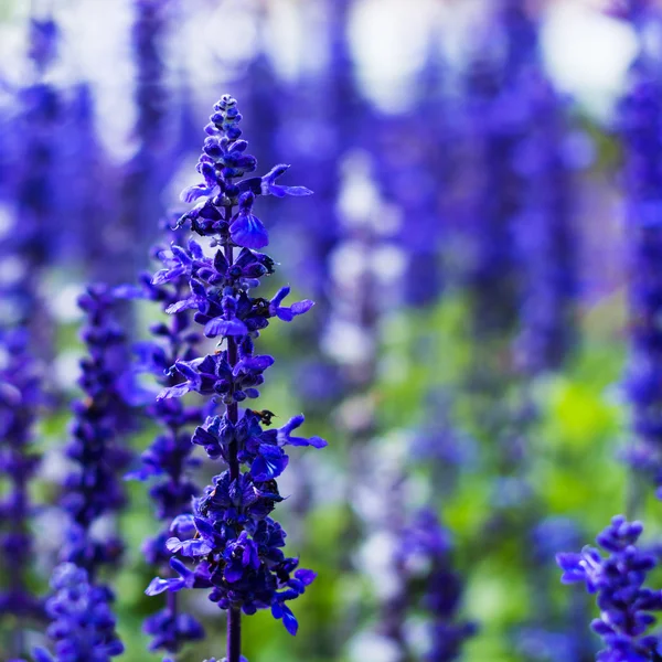 Delphinium, ljus Delphinium, många vackra lila och blå flöde — Stockfoto