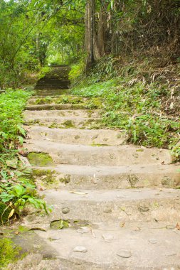 orman içinde yol yol