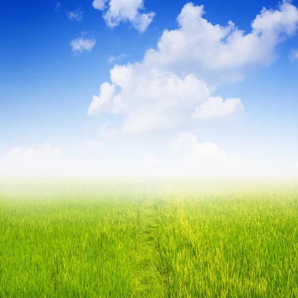 Pole jarní trávy proti modré obloze s cloud. — Stock fotografie