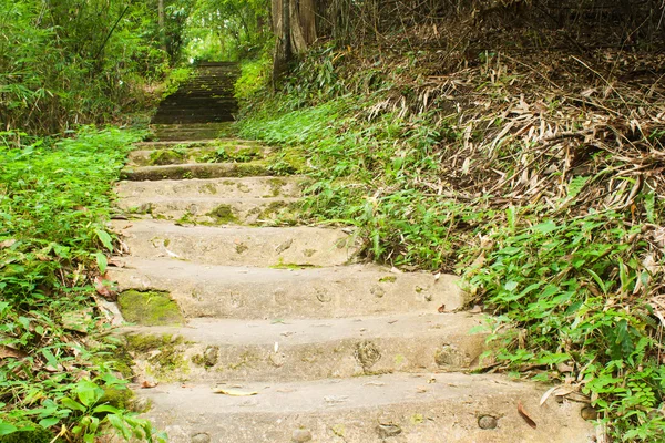 Camino camino en el bosque — Foto de Stock