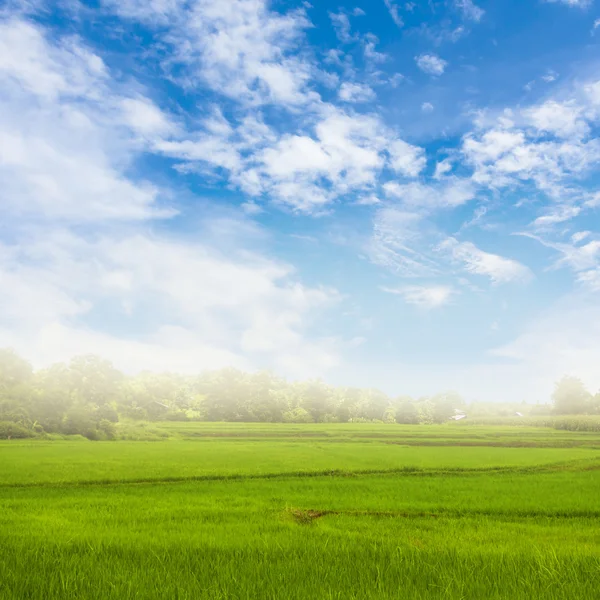 Rice field against nice sky with clouds. — Stock Photo, Image