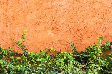 Arka plan olarak kullanılan beton duvar olabilir turuncu karşı taze ot.