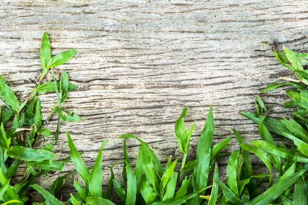 Herbe fraîche contre mur de béton grungy peut être utilisé comme fond . — Photo