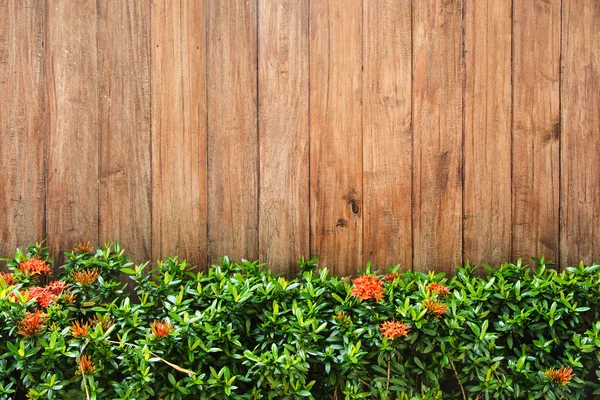 Fresca hierba verde primavera contra fondo de pared de madera —  Fotos de Stock