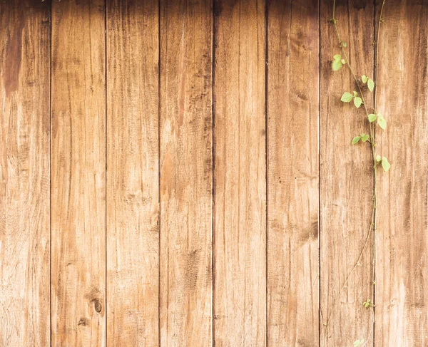 Ivy mot grunge trä paneler är lodrät justering. — Stockfoto