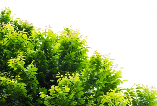 Foglia verde isolata su fondo bianco — Foto Stock