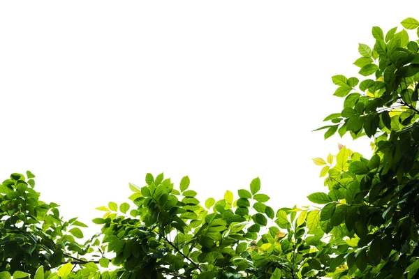 Green leaf isolated on a white background — Stock Photo, Image