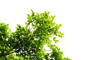 Beyaz arkaplanda yeşil yaprak izole