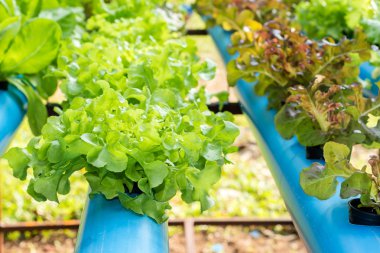 hidroponik sebze çiftlik