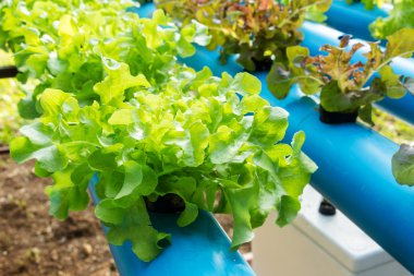 hidroponik sebze çiftlik