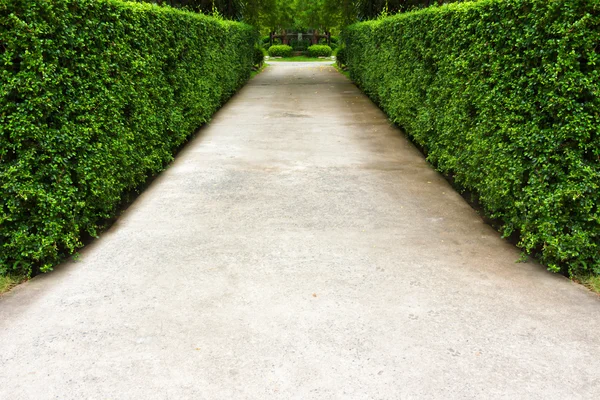 Il sentiero nel giardino. — Foto Stock