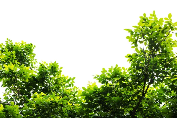 Hoja verde aislada sobre fondo blanco — Foto de Stock