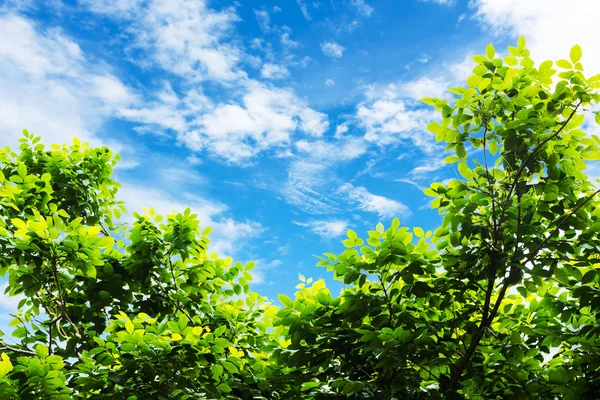 Green leaf against sky background — Stock Photo, Image