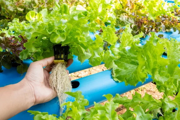 Hydroponic vegetable in farm. Lettuce in hand.