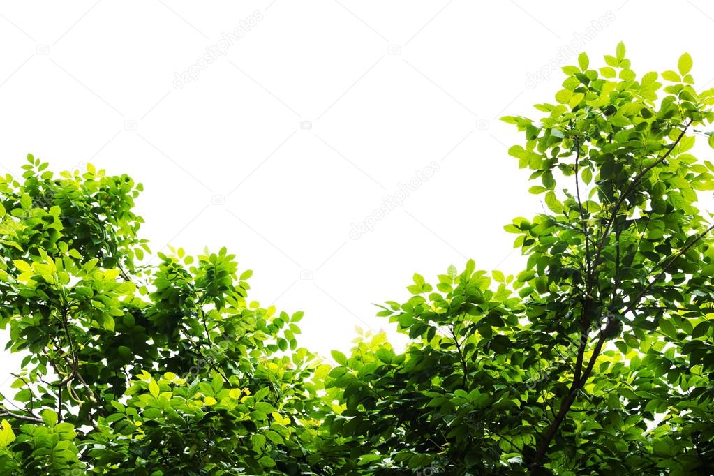 Green leaf isolated on a white background