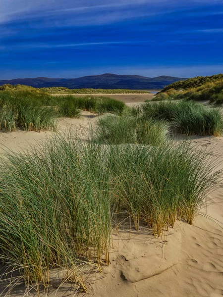 Aberdovey baleines occidentales — Photo