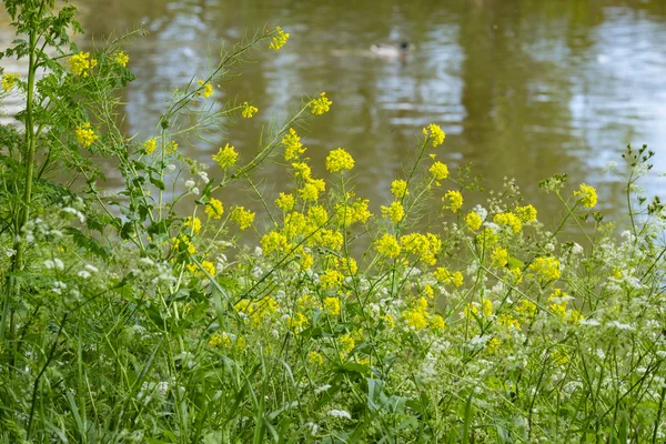 Le rive di un fiume / ruscello / canale — Foto Stock