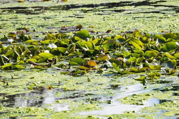 Pastiglie Lily su uno stagno — Foto Stock