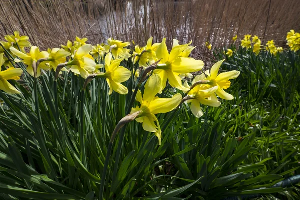 Gardens of stately home — Stock Photo, Image