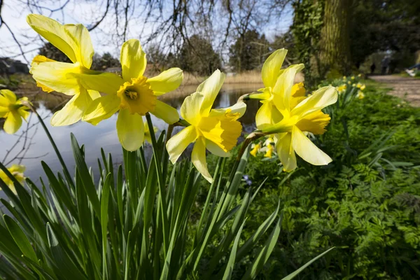 Gardens of stately home — Stock Photo, Image