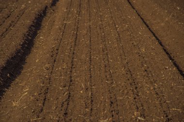 alan agriculrural manzara İngiltere'de