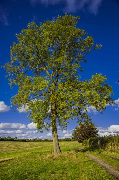 Champ agricole paysage rural UK — Photo