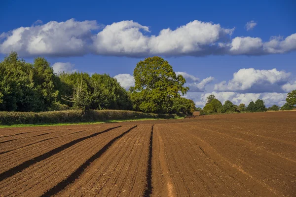 Alan agriculrural manzara İngiltere'de — Stok fotoğraf