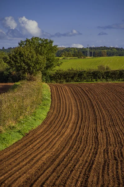Field agriculrural landscape UK — Stock Photo, Image