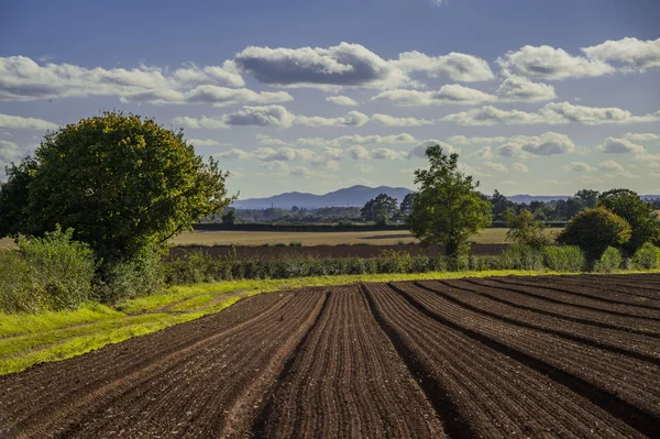 Champ agricole paysage rural UK — Photo