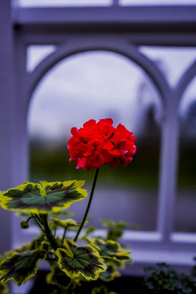 Gardens greenhouse gardening — Stock Photo, Image