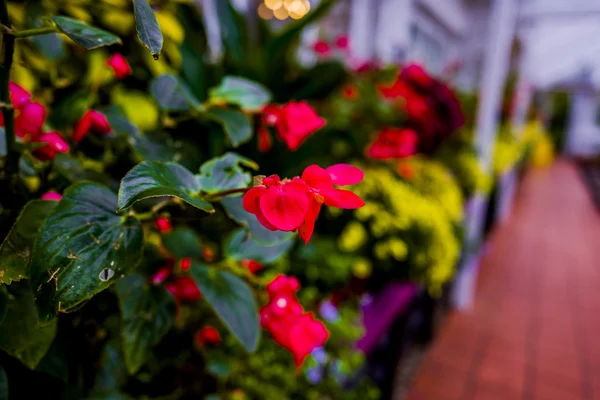 Gardens greenhouse gardening — Stock Photo, Image