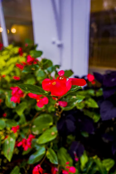 Gardens greenhouse gardening — Stock Photo, Image