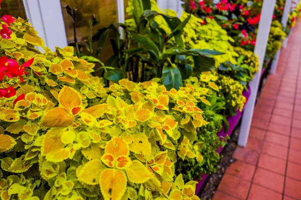 Gardens greenhouse gardening — Stock Photo, Image