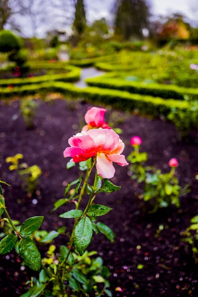 Jardins jardinagem estufa — Fotografia de Stock