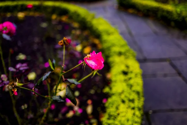 Giardini serra giardinaggio — Foto Stock