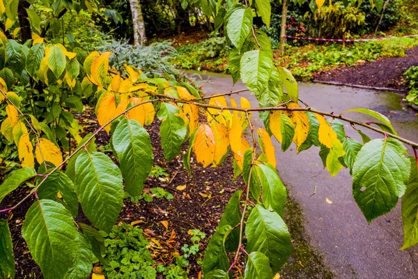 Trädgårdar växthus trädgårdsarbete — Stockfoto