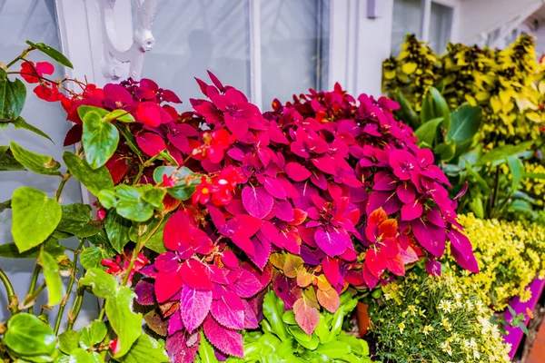 Gardens greenhouse gardening — Stock Photo, Image