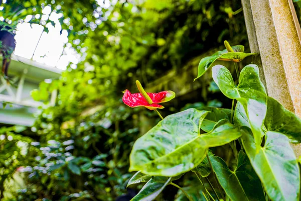 Gardens greenhouse gardening — Stock Photo, Image