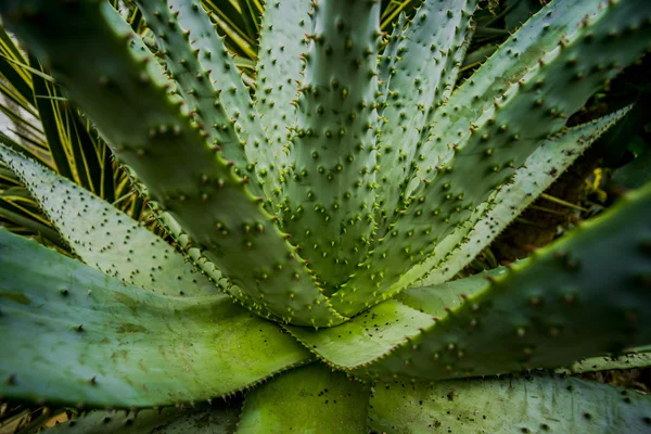 Gardens outdoor scenic — Stock Photo, Image