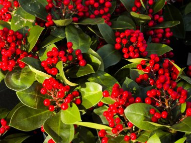 Bahçe merkezi Redditch Worcestershire İngiltere