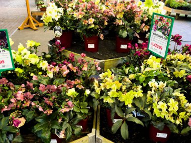 Bahçe merkezi Redditch Worcestershire İngiltere